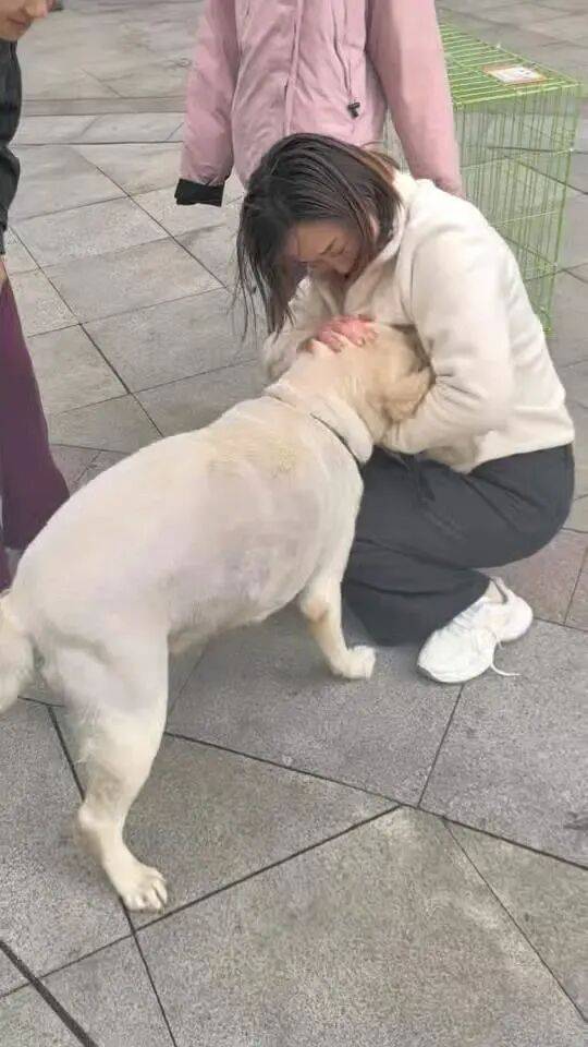 皇冠信用盘登123出租
_青岛一只拉布拉多犬走失三月后皇冠信用盘登123出租
,长沙街头被网友发现并收留,目前犬只已被送回犬主身边