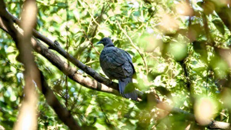 皇冠足球平台代理申请
_百年罕见！首次在上海被目击皇冠足球平台代理申请
，有人专门从北京“打飞的”赶来